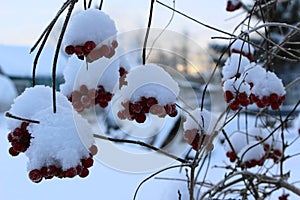 Red berries on dry branches in the snow