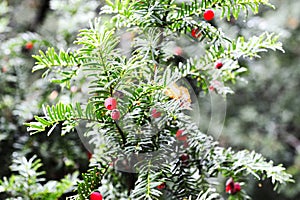 Red berries of an English Yew