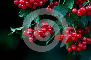 Red berries of European cranberrybush or Guelder Rose Viburnum opulu