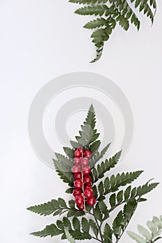 Red berries with fern