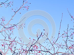 Red berries on the fluttering branches of trees against the blue sky. Copy space