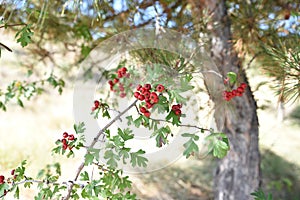 Red berries of the forest, close-up photo, Escucha Teruel photo