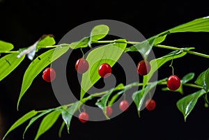 Red berries on the fresh and green plant