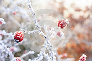 Red berries on the frozen branches