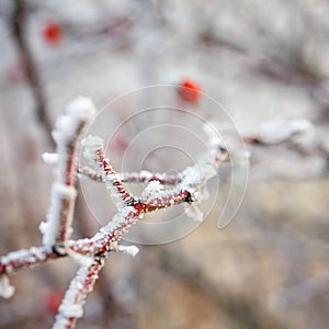 Red berries on the frozen branches covered with hoarfrost