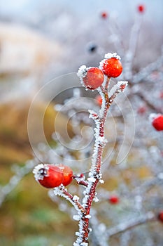 red berries on the frozen branches covered with hoarfrost