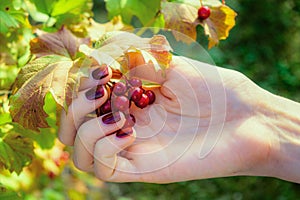 Red berries in the girl`s hand