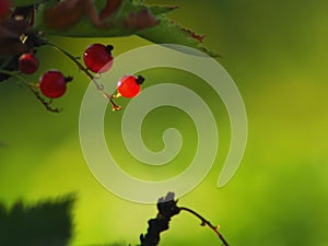 Red berries on a green background close as a highlight