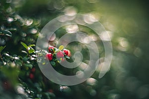 Red berries on a green background vintage lens rendering photo