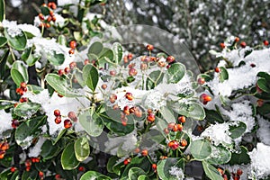 Closeup image of red berries on the branch covered by snow.Red berries on green bushes in winter and covered with snow. Winter