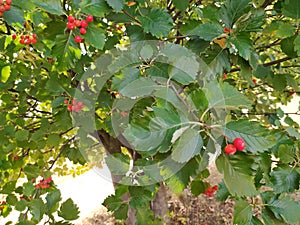 Red berries in green foliage