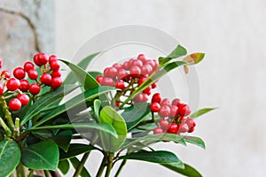 Red berries on green leafy plant