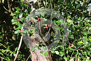 Red berries and green leaves