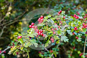 Red berries and green leaves