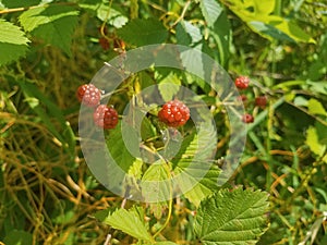 Red berries and green leaves