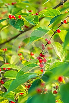 Red Berries on Green Leaves