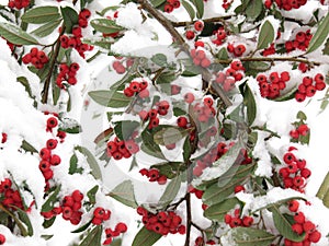 Red berries and green leaves, covered with snow, christmas picture