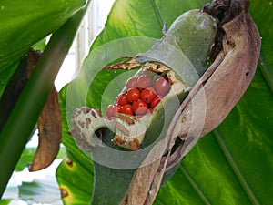 Red Berries in Green Pod