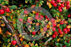 Red berries and green and yellow leaves background. Abstract colorful nature background. Cropped shot of Pyracantha plant.