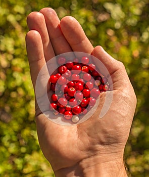Red berries in hand