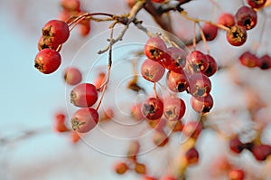 Red berries hawthorn in sunny autumn outdoors