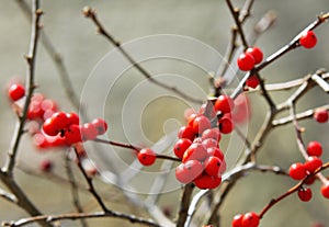 Red berries holly on branches