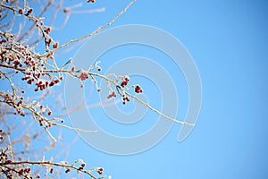 Red berries with ice and blue sky