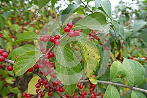 Red berries in the leafage of Lonicera maackii