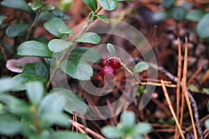 Red berries of a lingonberry in a meadow in the forest. Fall