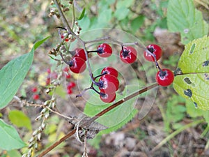 Red berries
