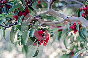 Red Berries - Madrone Tree - Texas
