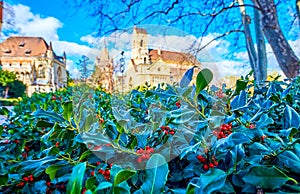 The red berries of Mahonia bushes in City Park at Vajdahunyad Castle, Budapest, Hungary