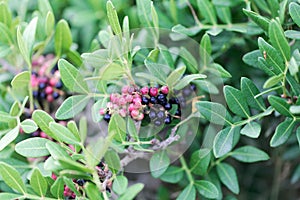 Red berries of a mastic bush Pistacia lentiscus