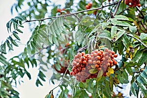 Red berries of a mountain ash