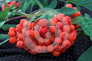 Red berries of a mountain ash on a branch