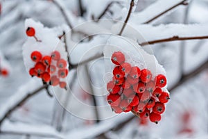 Red berries of mountain ash covered with snow in the park