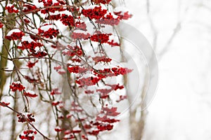 Red berries of mountain ash, covered with snow on a winter day