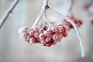 The red berries of the mountain ash are covered with snow. winter, frosty day