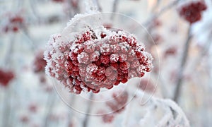 The red berries of the mountain ash are covered with snow. winter, frosty day