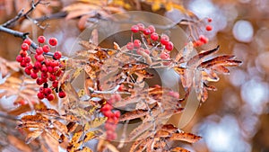 Red berries of mountain ash on a tree among dry leaves