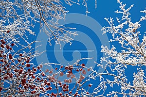 Red berries of mountain ash under the snow