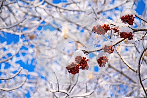 Red berries of mountain ash under the snow