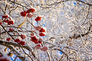 Red berries of mountain ash under the snow