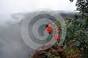 Red berries on mountainside with low cloud all around