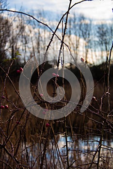 Red berries in nature