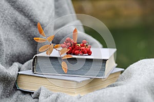 Red berries and orange leaves of mountain ash in the fall. Book