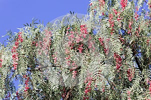 Red berries of a Peruvian peppertree Schinus molle