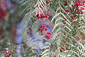 Red berries of a Peruvian peppertree Schinus molle