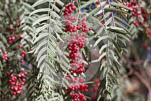 Red berries of a Peruvian peppertree Schinus molle