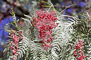 Red berries of a Peruvian peppertree Schinus molle